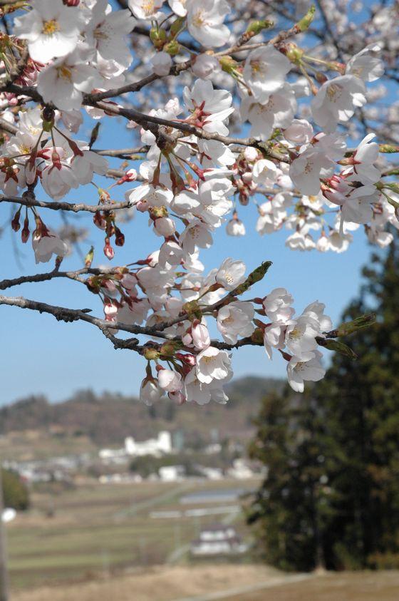 豊龍の丘公園の桜の写真3