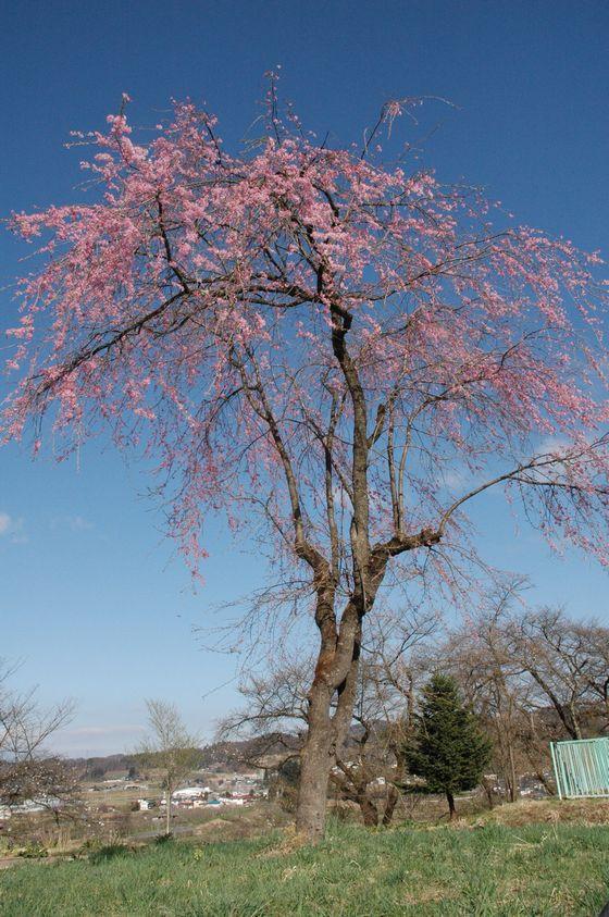 豊龍の丘公園の桜の写真4
