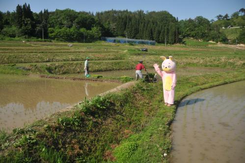 ウサヒ 田んぼ