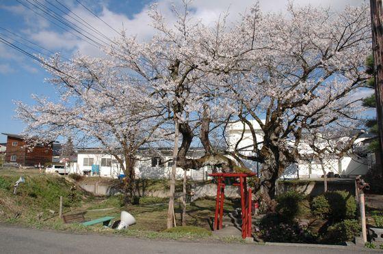 栄町にある種蒔き桜の写真