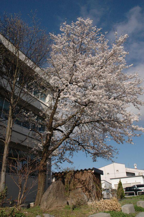 朝日町役場庁舎脇の桜の写真