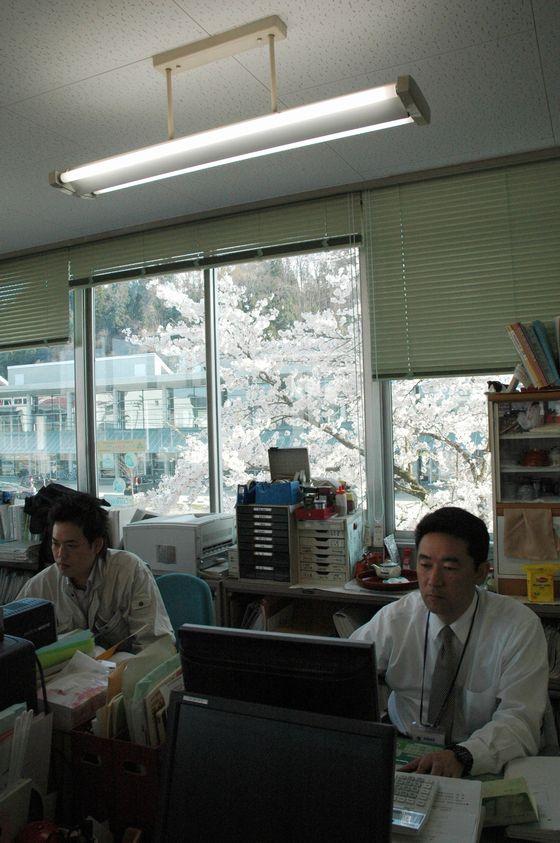 桜を背に仕事をする産業振興課農政係の職員の写真
