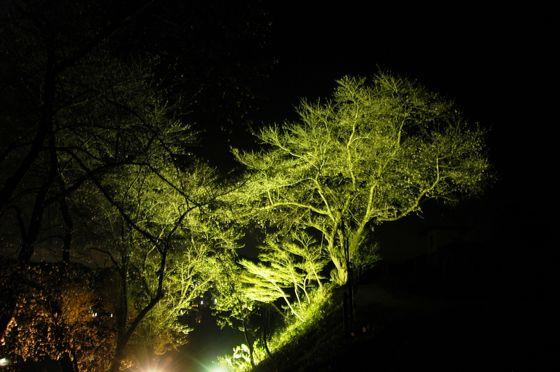 豊龍の丘公園の夜桜のライトアップの写真1