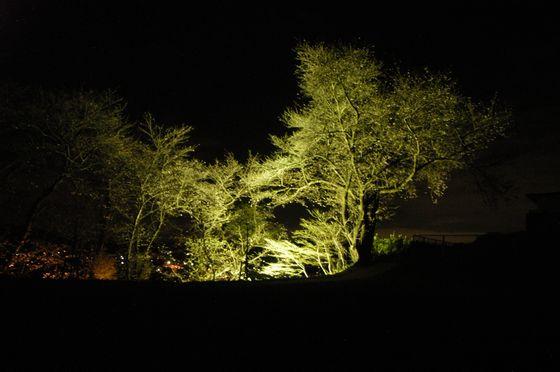 豊龍の丘公園の夜桜のライトアップの写真2
