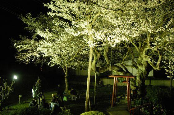 夜の種蒔き桜のライトアップの写真