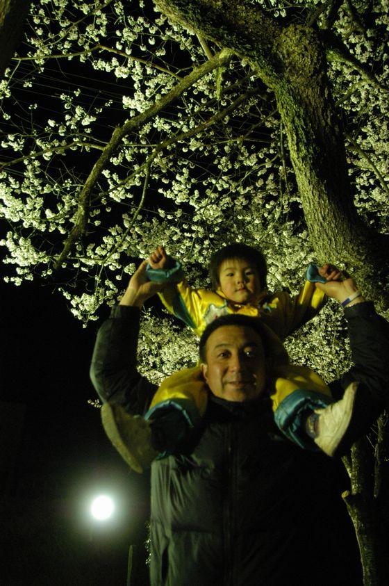 夜の種蒔き桜のライトアップとともに移る親子の写真