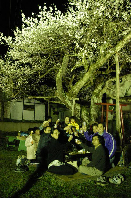 夜の種蒔き桜で乾杯する人々の写真
