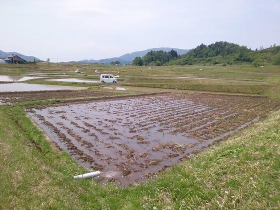 田んぼ、ウサヒ