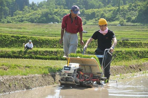 田植え、ウサヒ