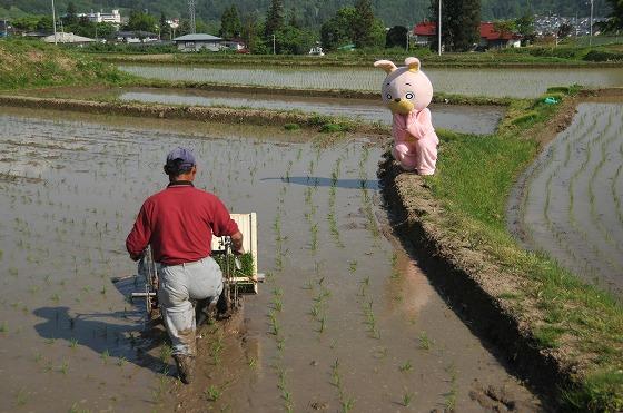 ウサヒ、田植え