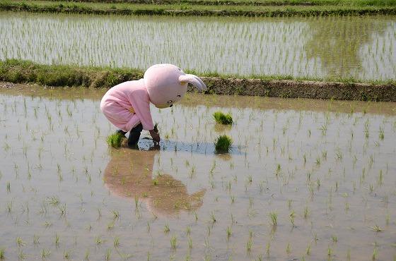 ウサヒ、田植え