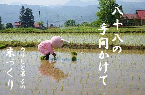 ウサヒ、着ぐるみ、田んぼ、田植え