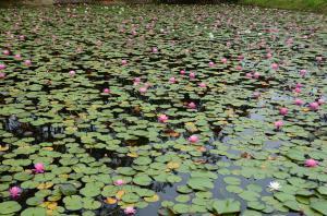 大谷地区のため池で一面に咲くスイレンの写真