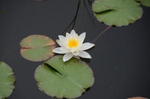 八ツ沼地区の春日沼で咲く白いスイレンの写真