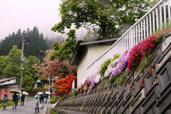 芝桜の写真