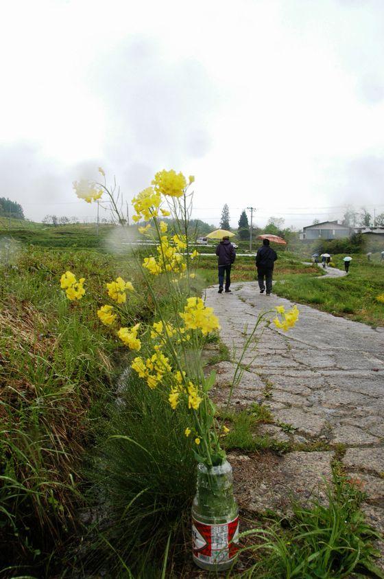 生け花式の菜の花の写真