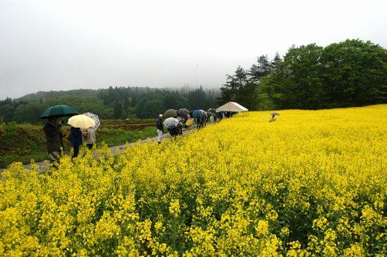 菜の花畑の写真4