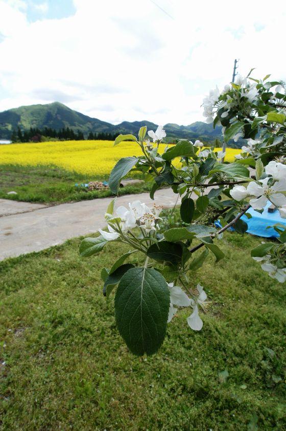 りんごの花の写真2