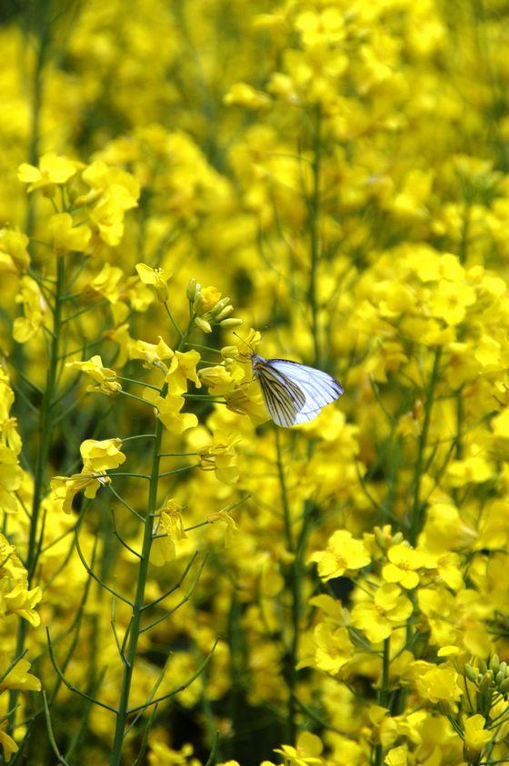 菜の花とチョウチョウの写真