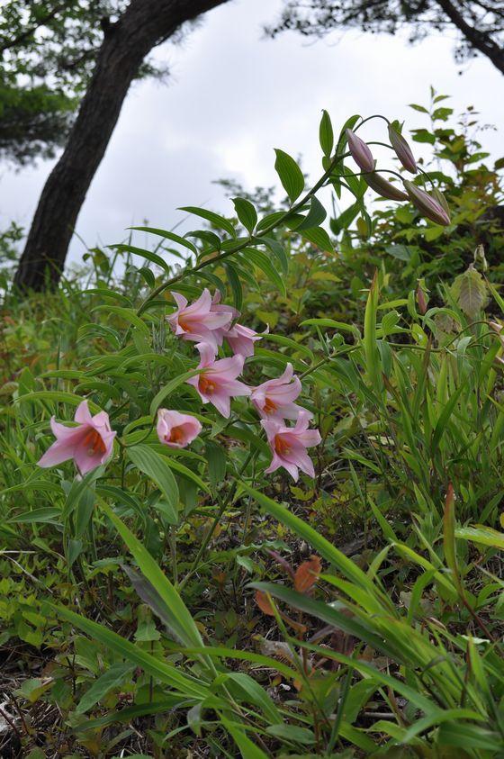 ヒメサユリの花の写真1