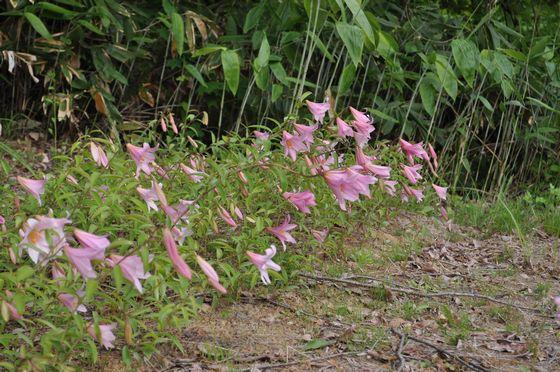 ヒメサユリの花の写真2