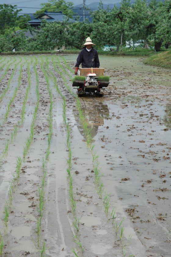 田植えの写真