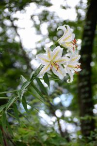 3輪のヤマユリの花を横から撮影した写真