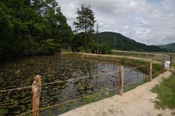 池の周りに設置された柵の写真