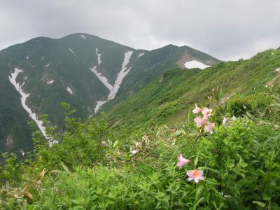 朝日町、登山、町民登山、ウサヒ、朝日連峰、大朝日岳、ヒメサユリ