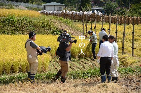 志藤さん、米作り、稲刈り、椹平の棚田