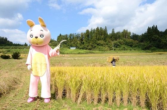 椹平の棚田、朝日町、桃色ウサヒ、稲刈り