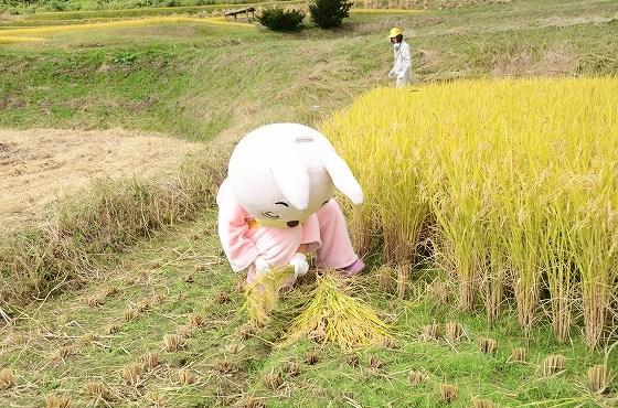 椹平の棚田、朝日町、桃色ウサヒ、稲刈り