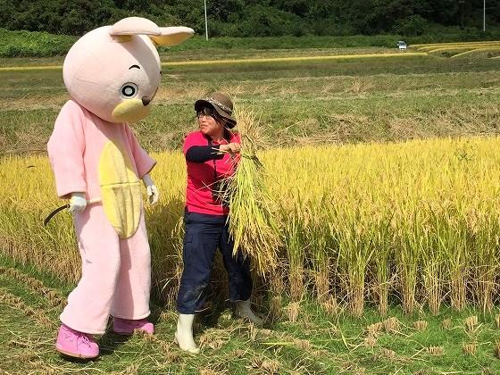 椹平の棚田、朝日町、桃色ウサヒ、稲刈り