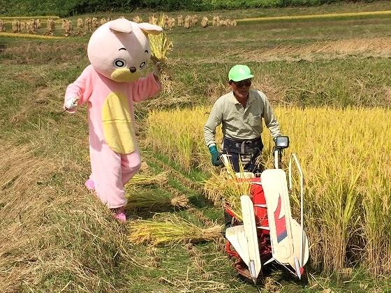 稲刈り、ウサヒ、着ぐるみ