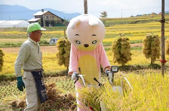 ウサヒ、稲刈り、椹平の棚田