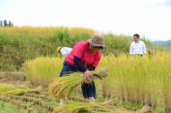 ウサヒ、稲刈り、椹平の棚田