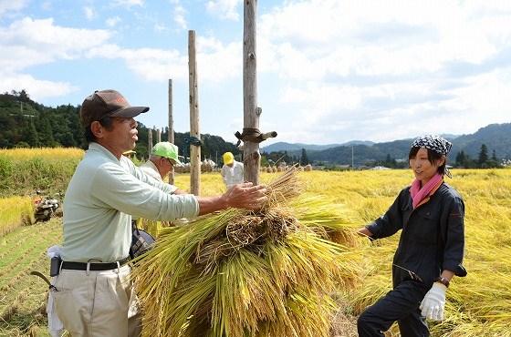 ウサヒ、稲刈り、椹平の棚田