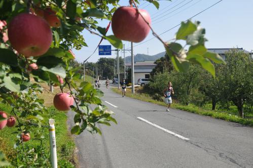 りんごの赤い実に見守られて走る選手たちの写真