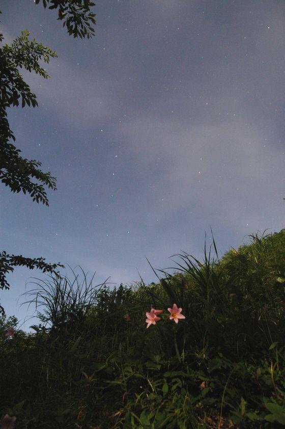 北斗七星の傘下に咲くヒメサユリの写真