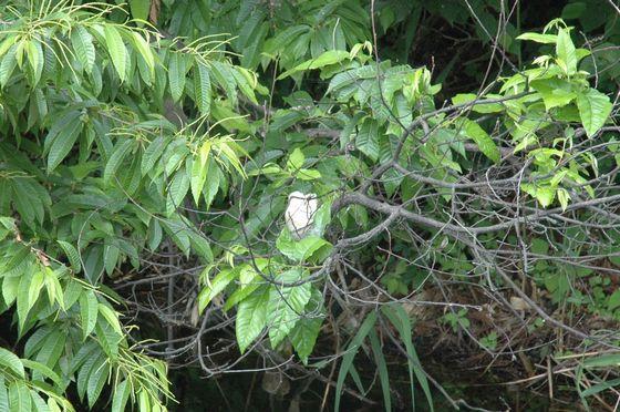 木の枝にモリアオガエルの卵がついている写真