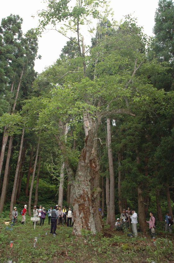 ブナの森探索会の様子の写真6