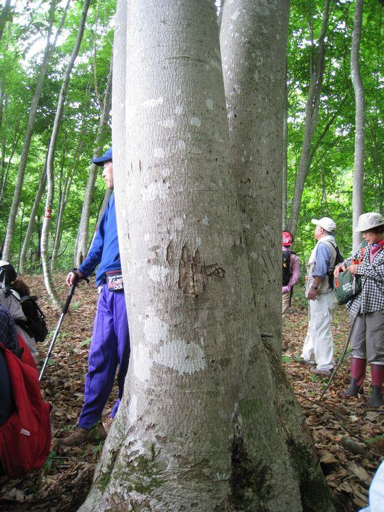 ブナの森探索会の様子の写真14