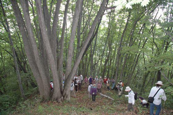 ブナの森探索会の様子の写真18