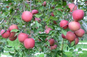 りんごの木になるたくさんのリンゴの実の写真