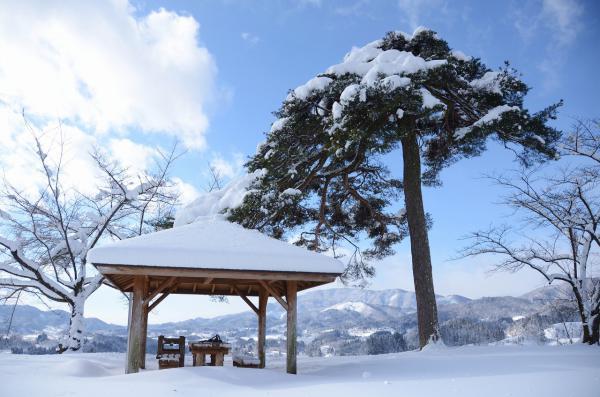 冬の一本松公園の写真