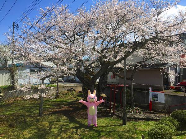 ウサヒと種まき桜