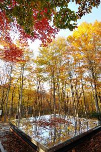 紅葉した木々に囲まれた空気神社の写真