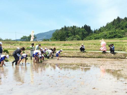 吉村県知事が田植え体験に