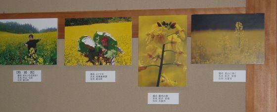 収穫祭の会場に飾られている第1回菜の花コンテスト受賞写真2