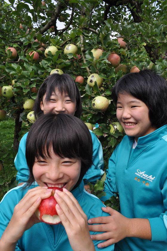 りんごの葉摘み体験の様子の写真4